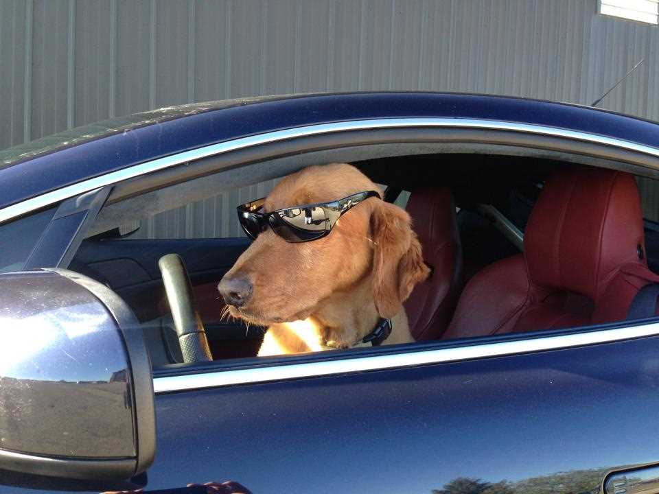 ID this car - dog with sunglasses edition | VW Vortex - Volkswagen Forum