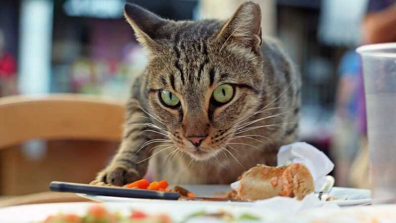 5 причин, почему кошка ест лапами - что значит